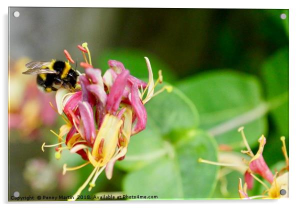 Honey Bee and Honeysuckle Acrylic by Penny Martin