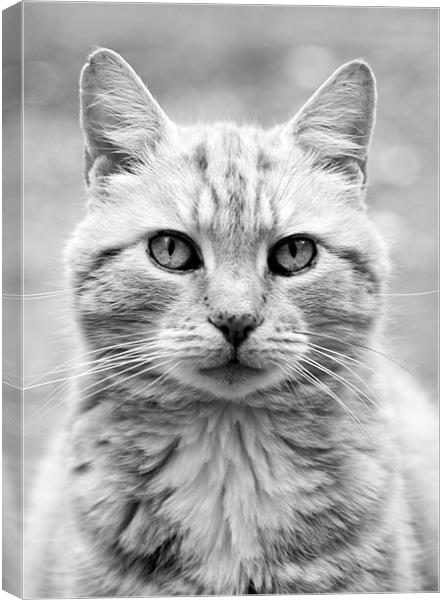 Cat Canvas Print by Rob Camp