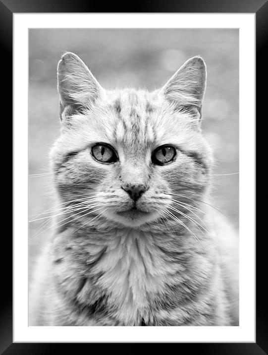 Cat Framed Mounted Print by Rob Camp