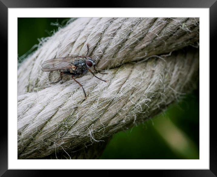 A fly on a rope. Framed Mounted Print by Jonathan Thirkell