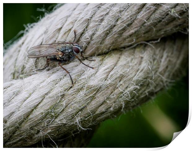 A fly on a rope. Print by Jonathan Thirkell