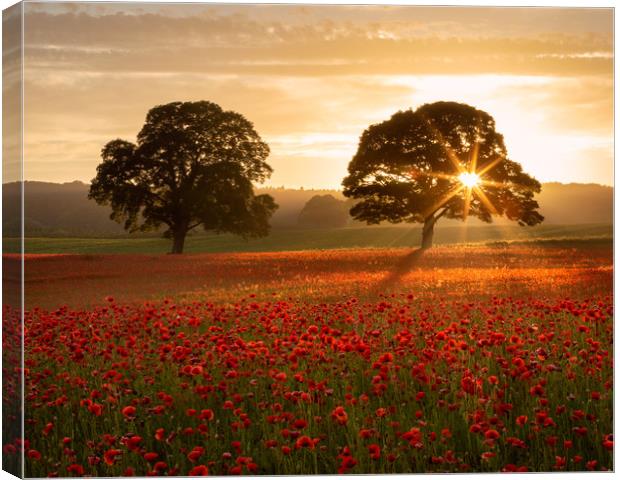 Northumberland Poppy Field Canvas Print by Paul Appleby