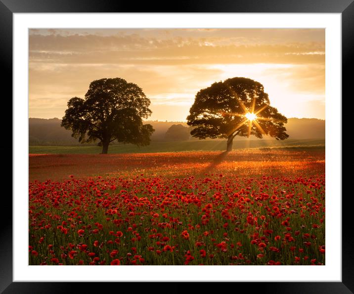 Northumberland Poppy Field Framed Mounted Print by Paul Appleby