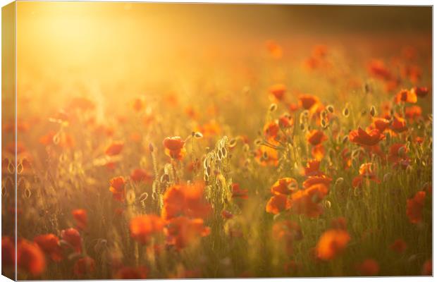 Sunset Poppies Canvas Print by Paul Appleby