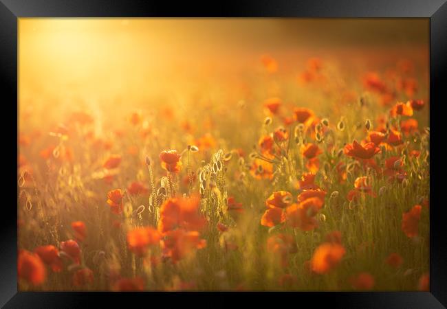Sunset Poppies Framed Print by Paul Appleby