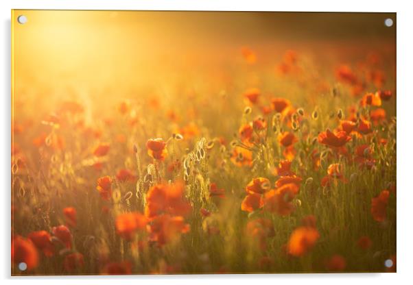 Sunset Poppies Acrylic by Paul Appleby