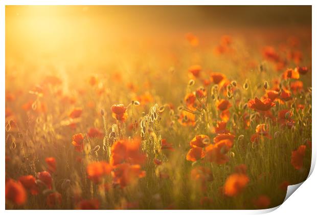Sunset Poppies Print by Paul Appleby