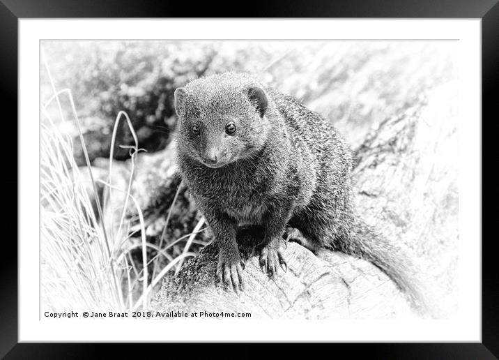 Little Mongoose Framed Mounted Print by Jane Braat