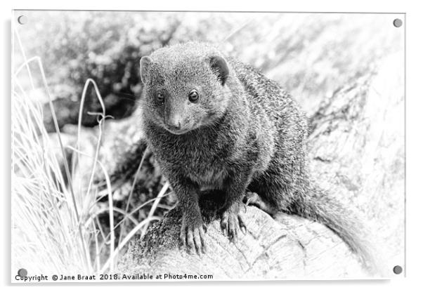 Little Mongoose Acrylic by Jane Braat
