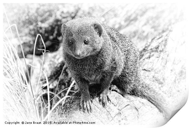 Little Mongoose Print by Jane Braat