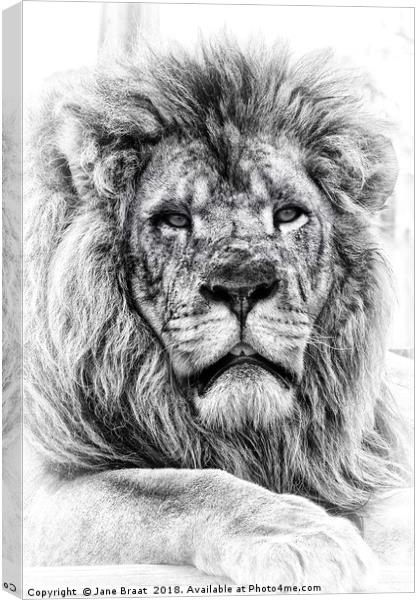King of the Jungle Canvas Print by Jane Braat