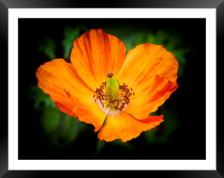 The eye of the poppy Framed Mounted Print by Jonathan Thirkell