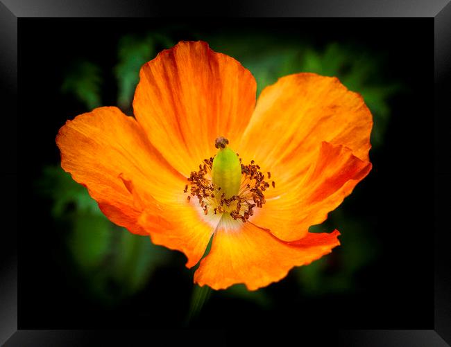 The eye of the poppy Framed Print by Jonathan Thirkell