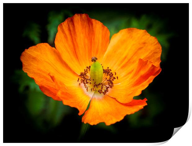 The eye of the poppy Print by Jonathan Thirkell