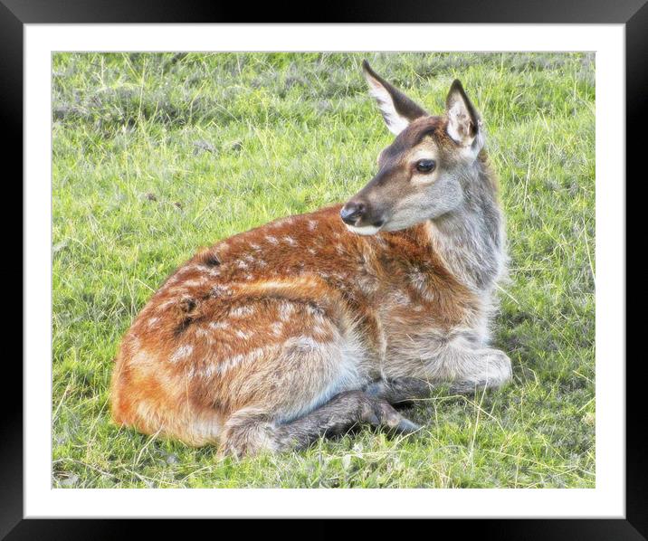 Young Red Deer Fawn Framed Mounted Print by Jacqi Elmslie