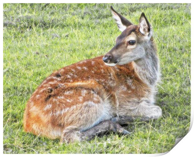 Young Red Deer Fawn Print by Jacqi Elmslie