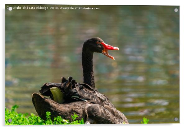 Black swan Acrylic by Beata Aldridge