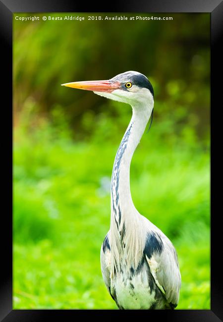 Portrait of a Heron Framed Print by Beata Aldridge