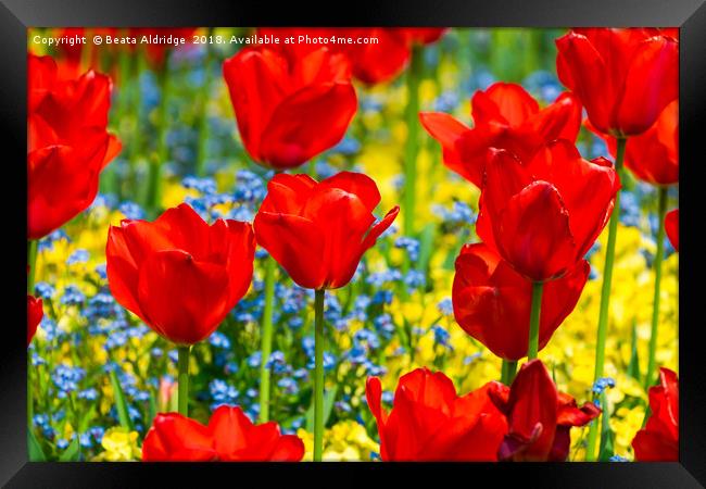 Beautiful red tulips Framed Print by Beata Aldridge