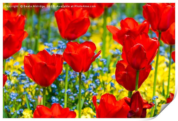Beautiful red tulips Print by Beata Aldridge