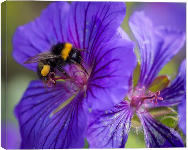 Bee on the flower Canvas Print by Jonathan Thirkell