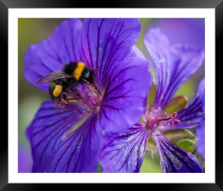 Bee on the flower Framed Mounted Print by Jonathan Thirkell