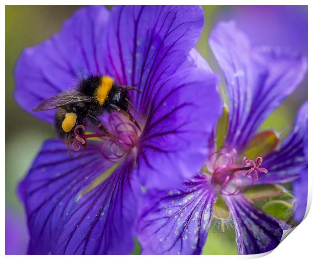 Bee on the flower Print by Jonathan Thirkell
