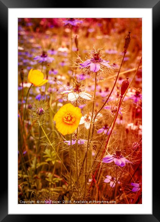 Vintage Summer Meadow Framed Mounted Print by richard sayer