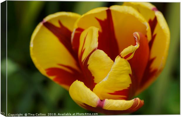 Red and Yellow Tulip Canvas Print by Tina Collins