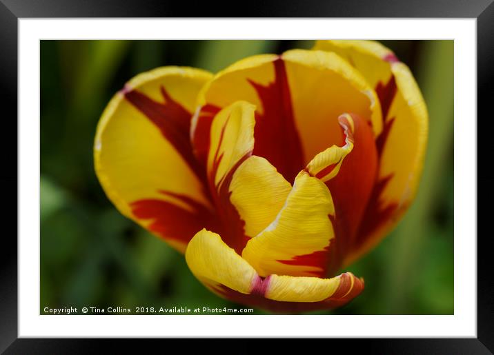 Red and Yellow Tulip Framed Mounted Print by Tina Collins