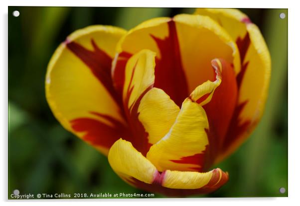 Red and Yellow Tulip Acrylic by Tina Collins