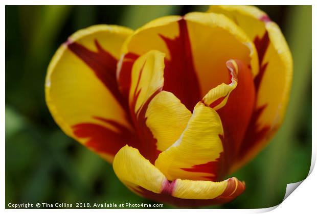 Red and Yellow Tulip Print by Tina Collins