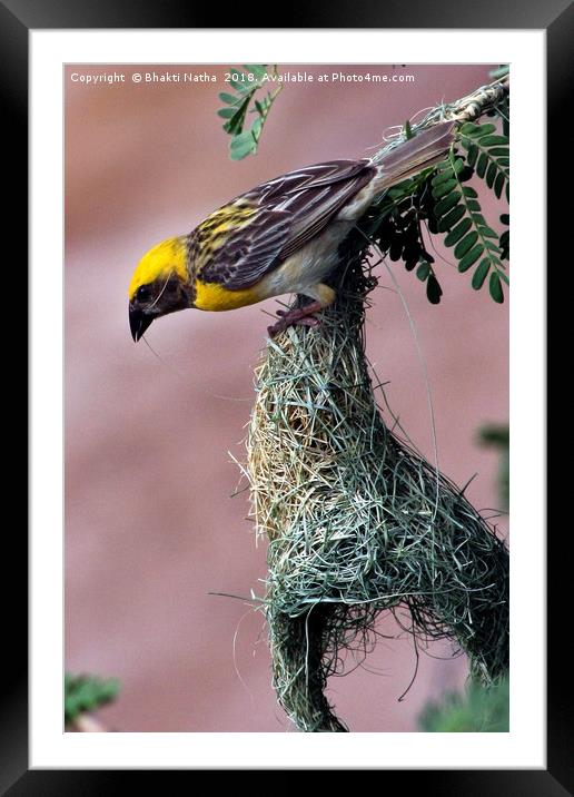 Baya Weaver Bird making Nest Framed Mounted Print by Bhakti Natha