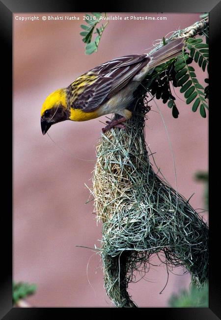 Baya Weaver Bird making Nest Framed Print by Bhakti Natha