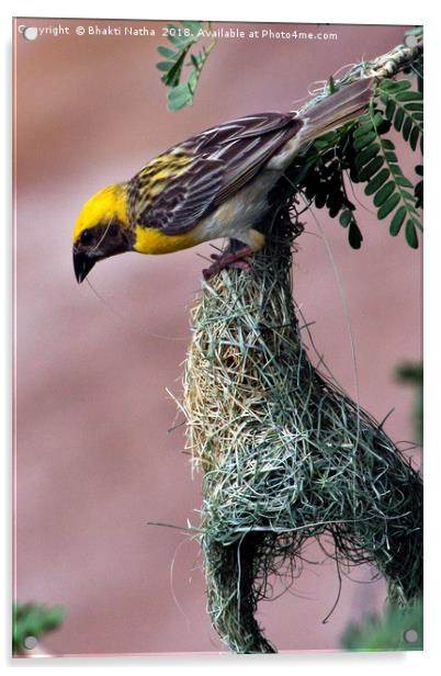 Baya Weaver Bird making Nest Acrylic by Bhakti Natha