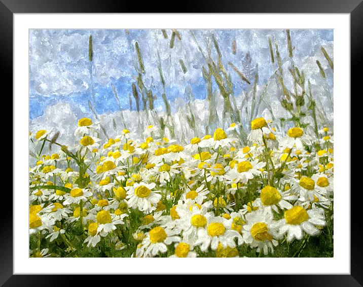 Painted Wild Daisies Framed Mounted Print by samantha bartlett