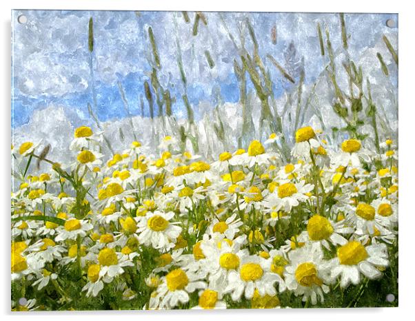 Painted Wild Daisies Acrylic by samantha bartlett
