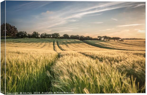 Field of Barley Kelling Norfolk Canvas Print by Jim Key