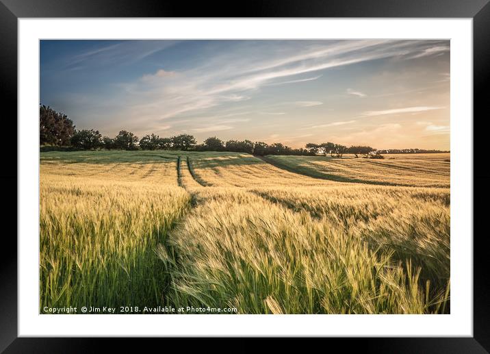 Field of Barley Kelling Norfolk Framed Mounted Print by Jim Key