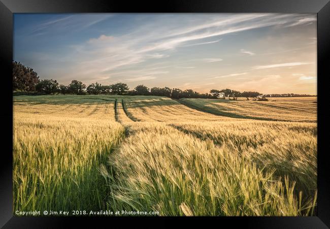 Field of Barley Kelling Norfolk Framed Print by Jim Key