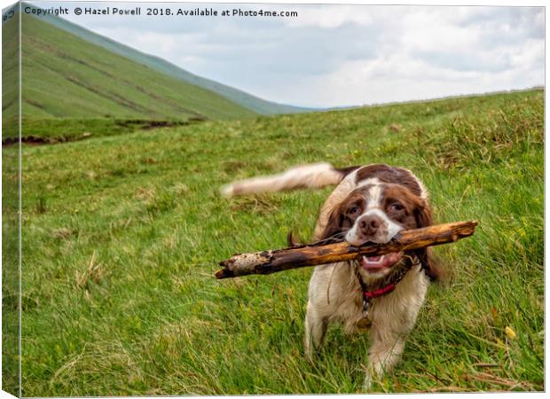 I brought the stick back! Canvas Print by Hazel Powell