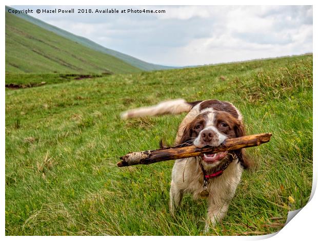 I brought the stick back! Print by Hazel Powell
