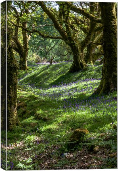 Woodland Bluebells Canvas Print by Jean Fry