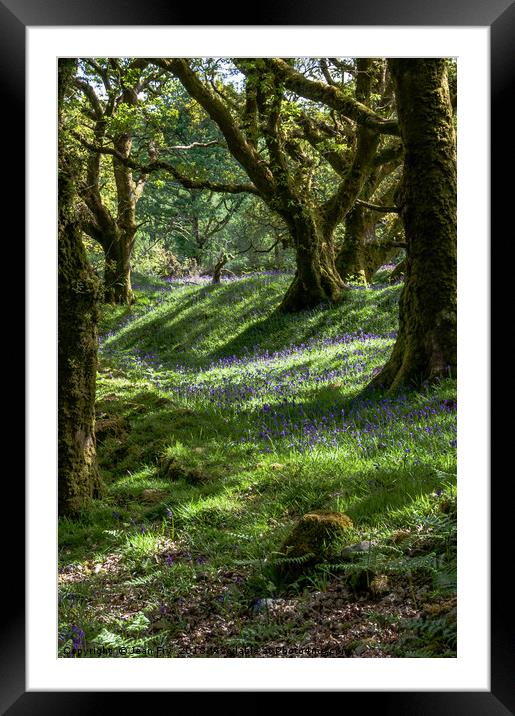 Woodland Bluebells Framed Mounted Print by Jean Fry