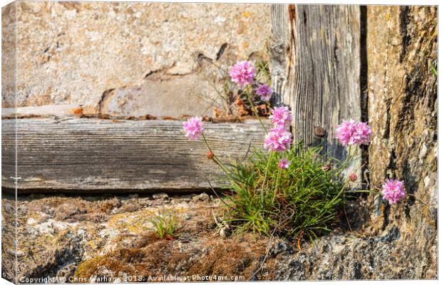 Cornish Thrift in an old wall Canvas Print by Chris Warham
