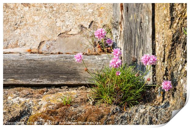 Cornish Thrift in an old wall Print by Chris Warham