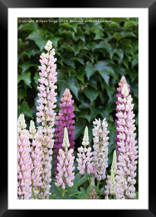 Lupins  Framed Mounted Print by Dawn Tonge