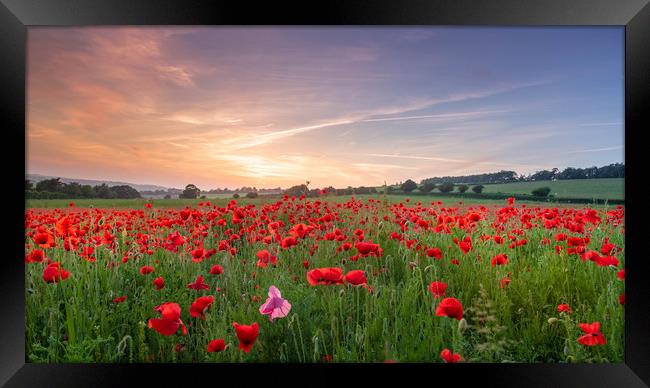 Fields of Red Framed Print by Kelvin Trundle