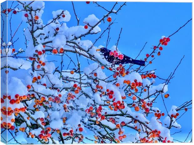 Blackbird in Crab Apple Tree Canvas Print by Victor Burnside