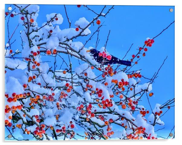Blackbird in Crab Apple Tree Acrylic by Victor Burnside